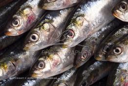 Image du Maroc Professionnelle de  Arrivée des sardines fraiches dans une conserverie à Agadir, ville située au sud du Maroc, Vendredi 23 Août 2002. (Photo / Abdeljalil Bounhar) 